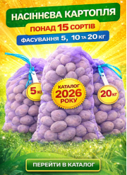 Насіннєва картопля