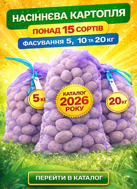 Насіннєва картопля