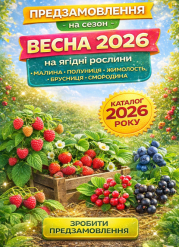 Приймаємо попередні замовлення на саджанці ягідних рослин