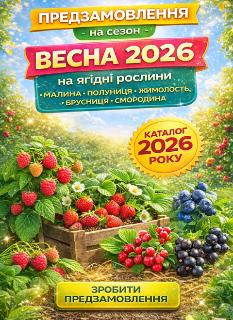 Приймаємо попередні замовлення на саджанці ягідних рослин