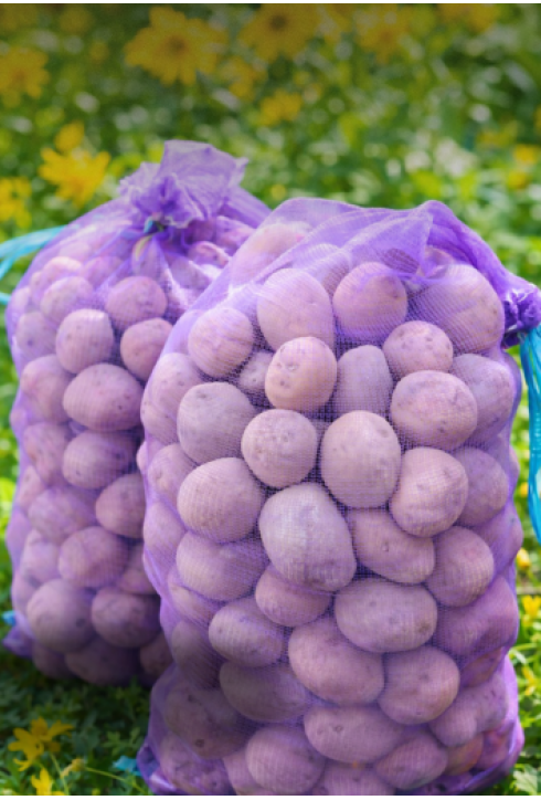 Семенной картофель