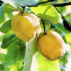 Саженцы айвы сорт Лимонная