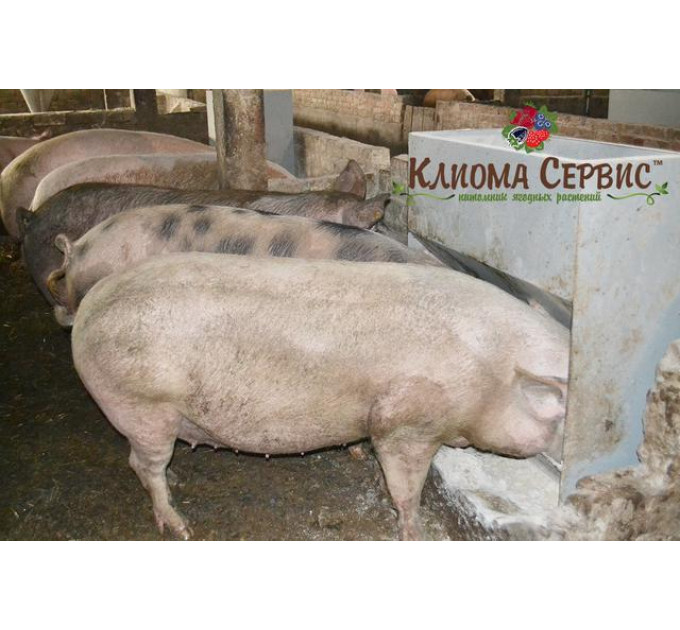 Кормушка для свиней, бункерная I-секционныя (1-10 голов)