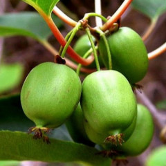 Саженцы актинидии сорт Фигурная 1 летняя, конт. P9