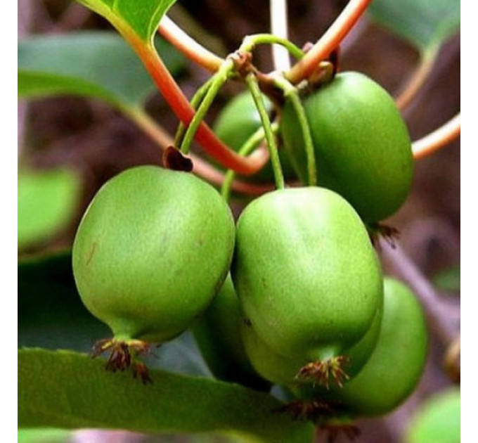 Саженцы актинидии сорт Фигурная 1 летняя, конт. P9