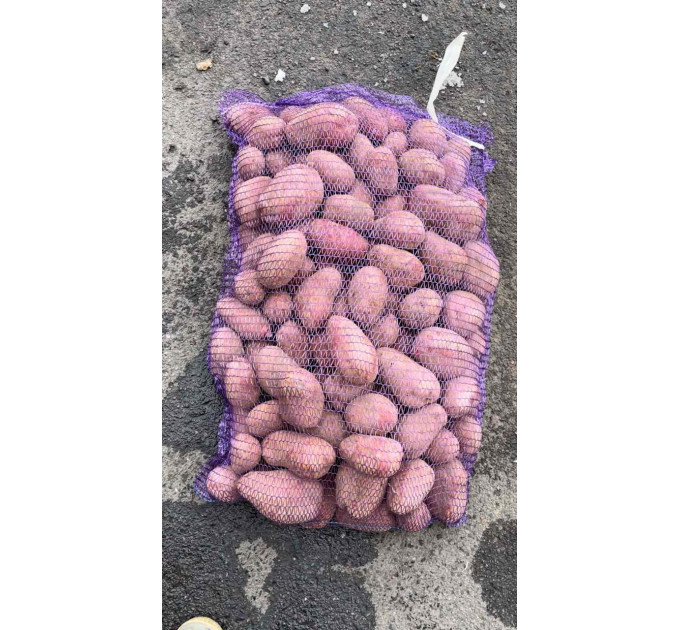 Семенной картофель Лаура, 70-80 дней 2 репродукция