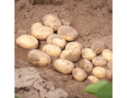 Семенной картофель Прада, 2 репродукция