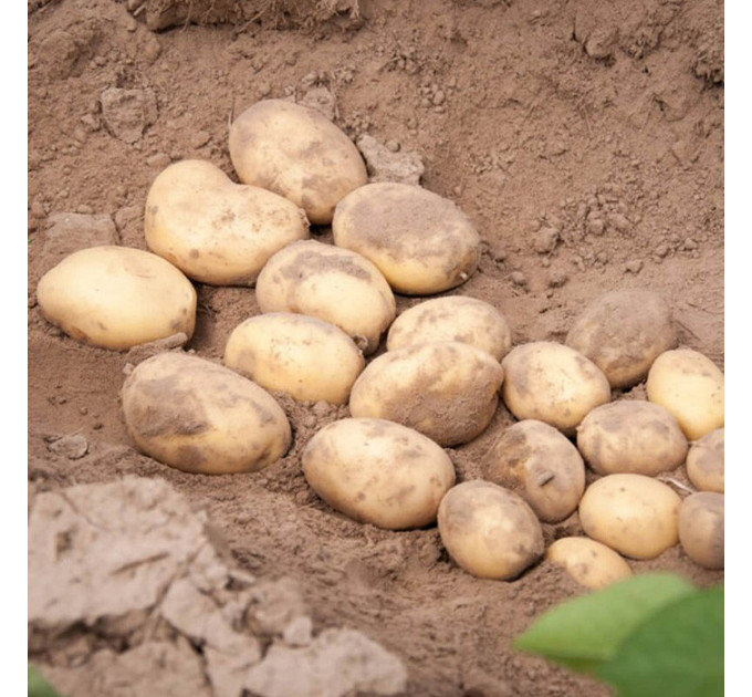 Семенной картофель Прада, 2 репродукция