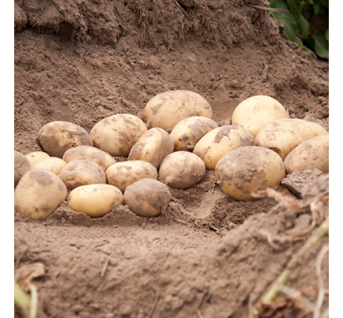 Семенной картофель Прада, 2 репродукция