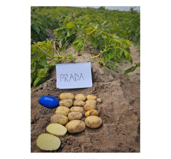 Семенной картофель Прада, 2 репродукция