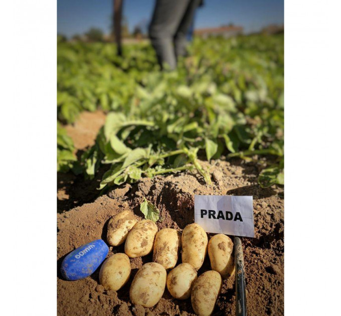 Семенной картофель Прада, 2 репродукция