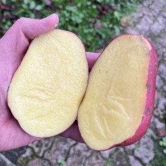 Семенной картофель Анна Роза (Anna Rosa) 70-90 дней, 2 репродукция