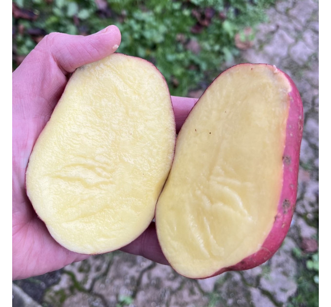 Семенной картофель Анна Роза (Anna Rosa) 70-90 дней, 2 репродукция