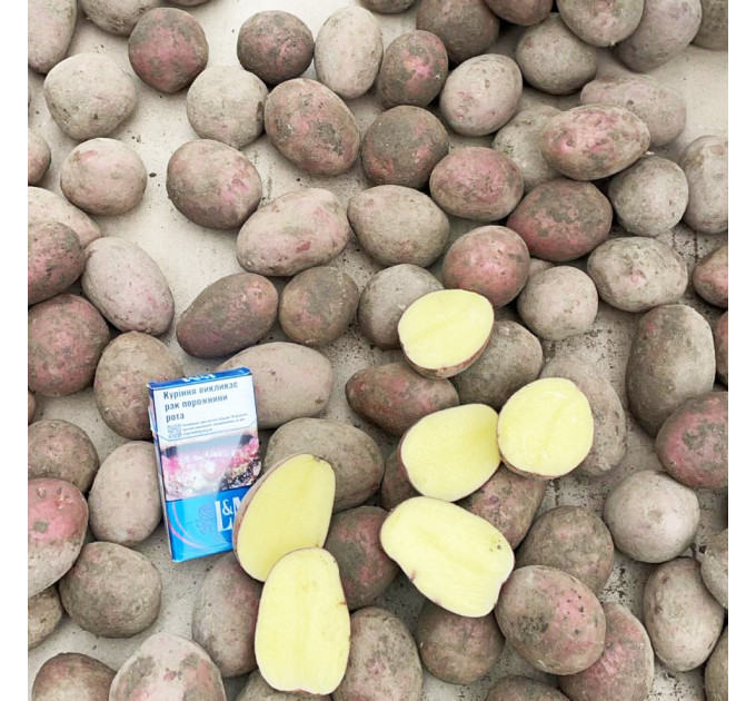 Семенной картофель Алюетт, 80-90 дней 2 репродукция