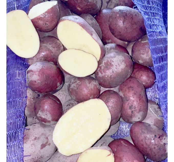 Семенной картофель Алюетт, 80-90 дней 2 репродукция