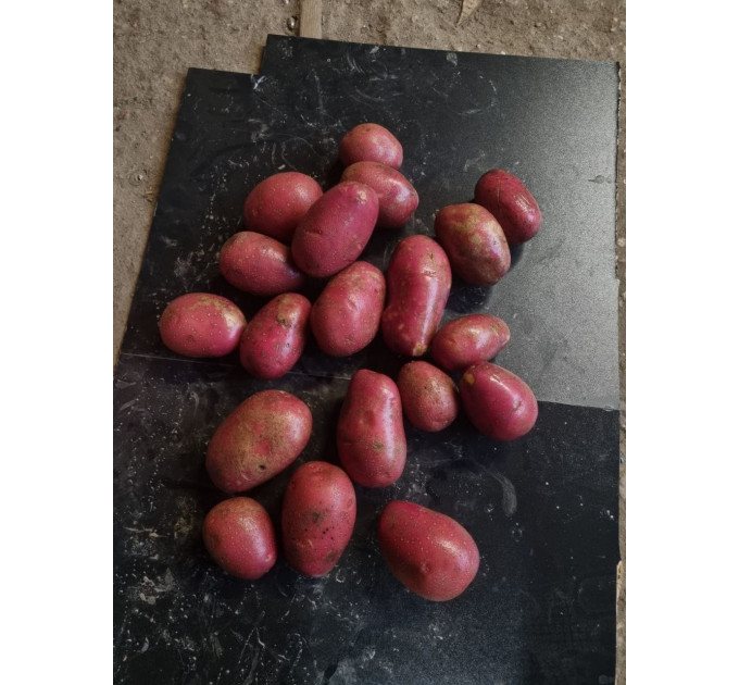 Семенной картофель Алюетт, 80-90 дней 2 репродукция