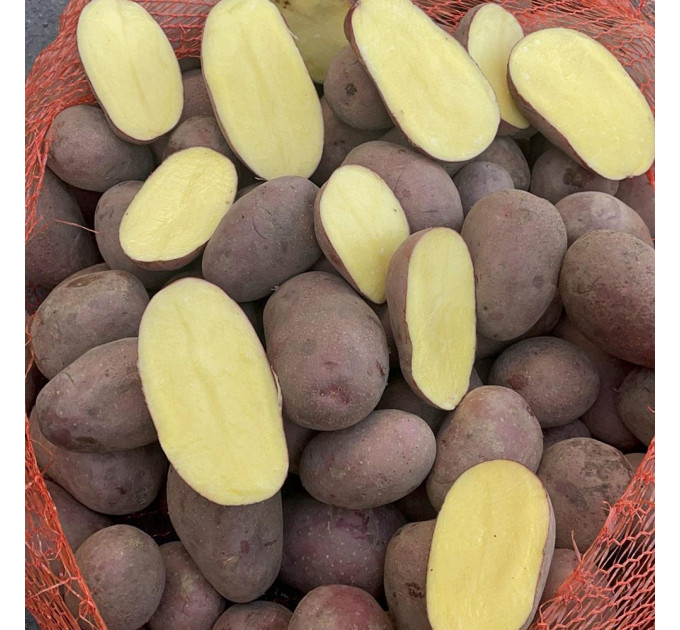 Семенной картофель Алюетт, 80-90 дней 2 репродукция