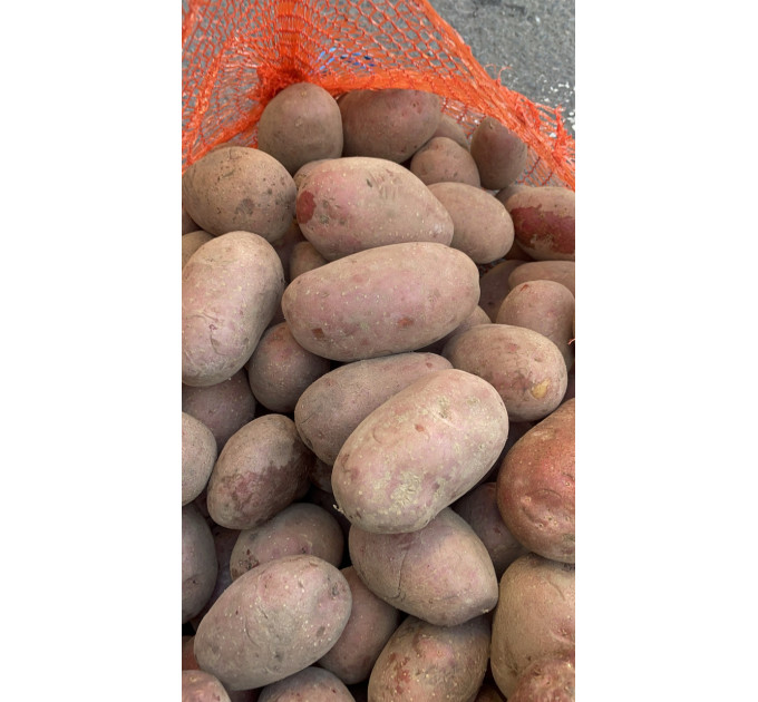 Семенной картофель Алюетт, 80-90 дней 2 репродукция