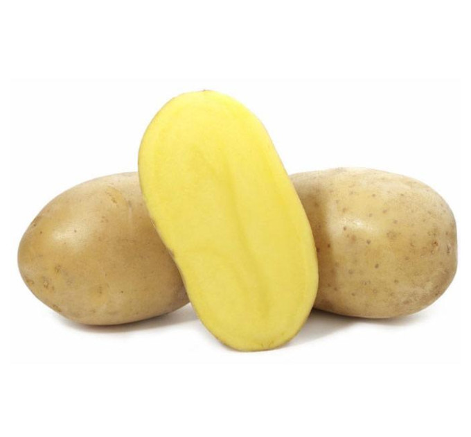 Насіннєва картопля Вега, 50-60 днів 2 репродукція