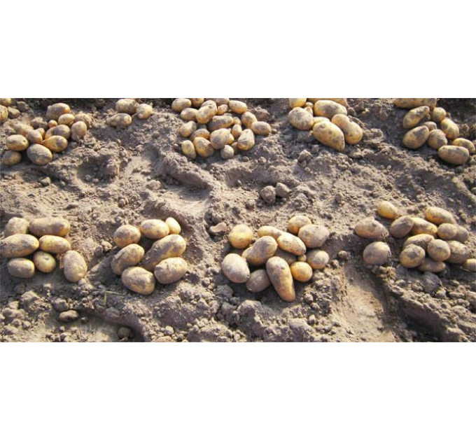 Насіннєва картопля Вега, 50-60 днів 2 репродукція