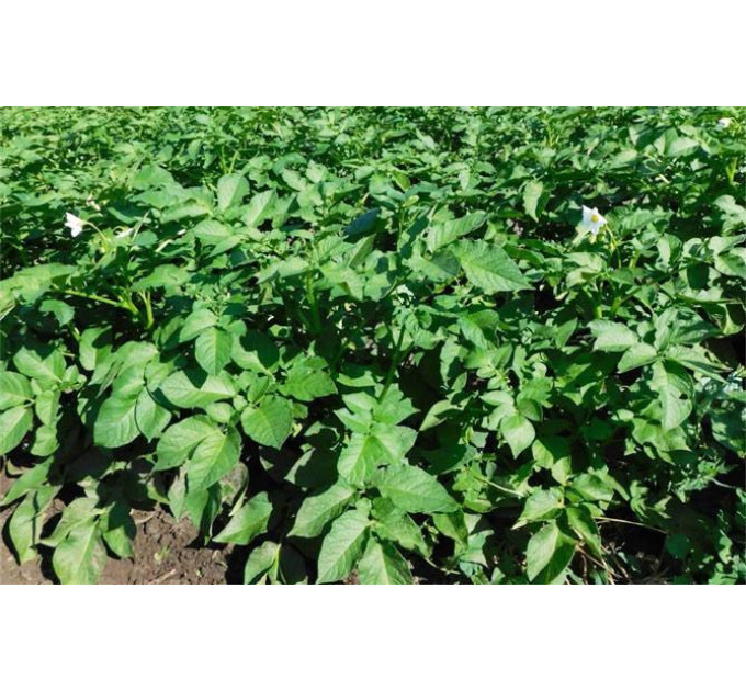 Насіннєва картопля Вега, 50-60 днів 2 репродукція