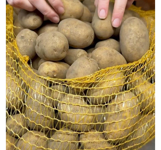 Насіннєва картопля Вега, 50-60 днів 2 репродукція