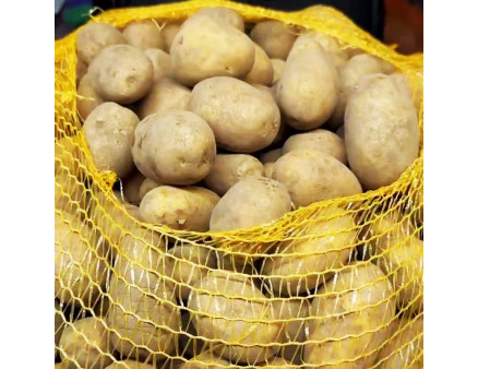 Семенной картофель Вега, 50-60 дней 2 репродукция