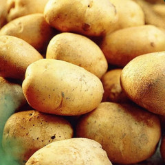 Семенной картофель Констанс, 50-60 дней 2 репродукция