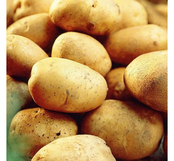 Семенной картофель Констанс, 50-60 дней 2 репродукция