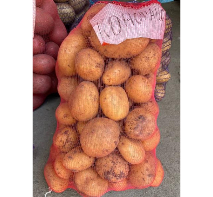 Семенной картофель Констанс, 50-60 дней 2 репродукция