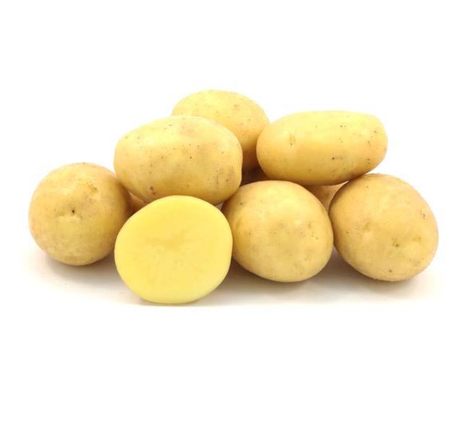 Насіннєва картопля Королева Анна, 70-90 днів 2 репродукція