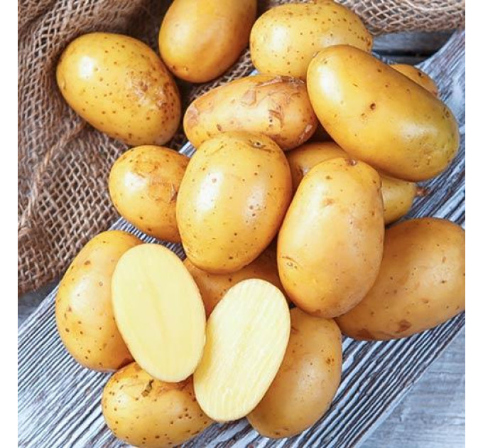 Насіннєва картопля Королева Анна, 70-90 днів 2 репродукція