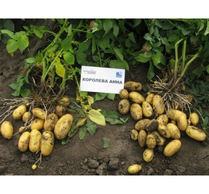 Насіннєва картопля Королева Анна, 70-90 днів 2 репродукція