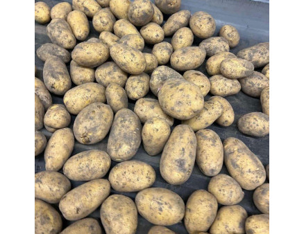 Семенной картофель Торения, 100-110 дней 2 репродукция