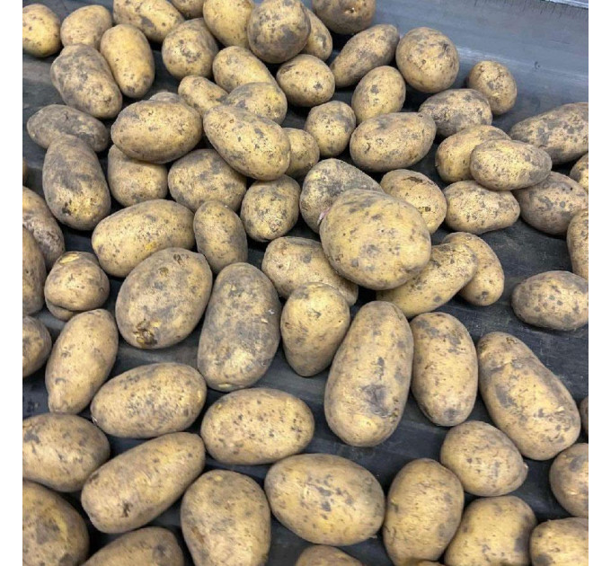 Семенной картофель Торения, 100-110 дней 2 репродукция