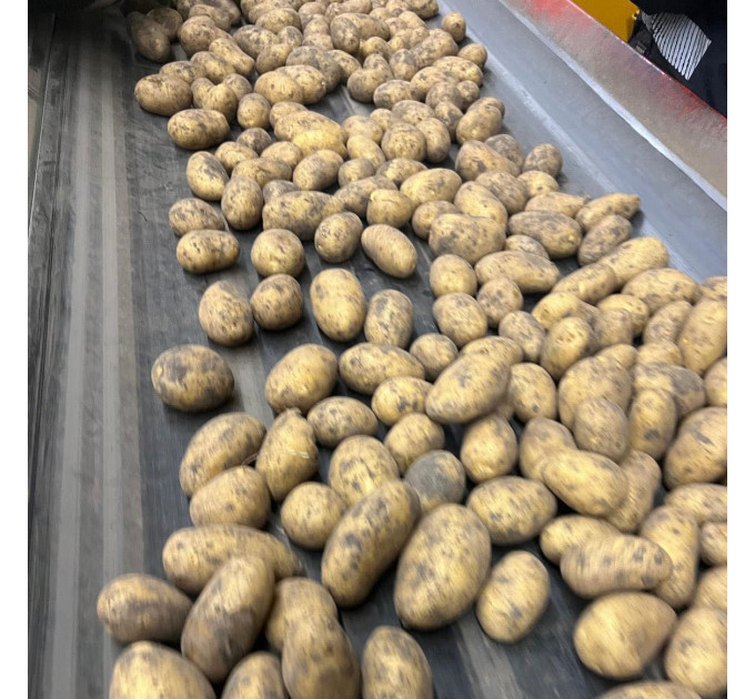 Семенной картофель Торения, 100-110 дней 2 репродукция