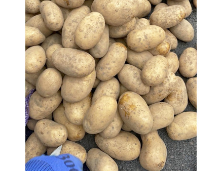 Семенной картофель Королева Анна, 70-90 дней 2 репродукция