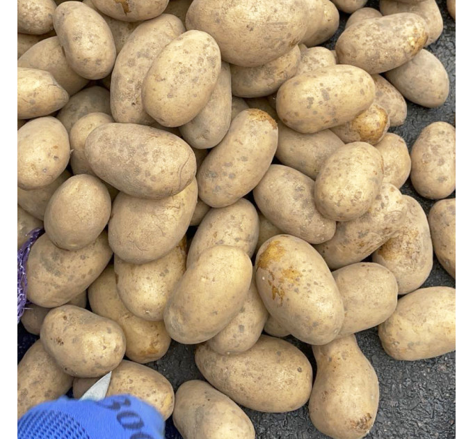 Насіннєва картопля Королева Анна, 70-90 днів 2 репродукція