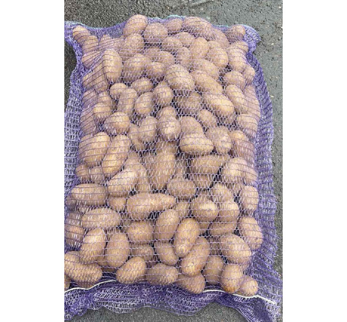 Насіннєва картопля Королева Анна, 70-90 днів 2 репродукція