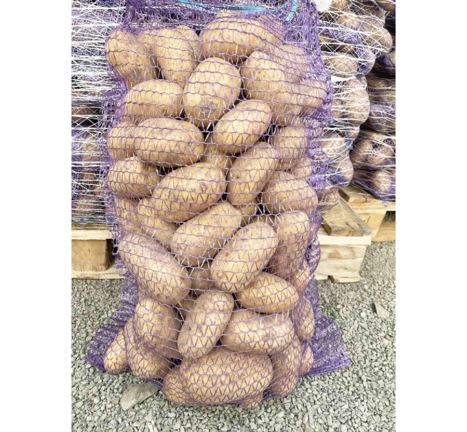 Насіннєва картопля Королева Анна, 70-90 днів 2 репродукція