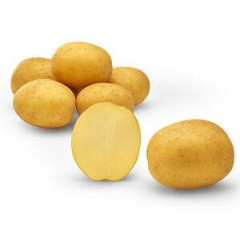 Семенной картофель Покахонтас (Pocahontas) 80-90 дней, 2 репродукция