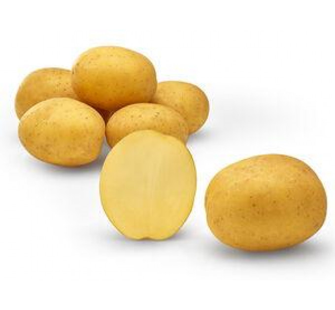 Семенной картофель Покахонтас (Pocahontas) 80-90 дней, 2 репродукция