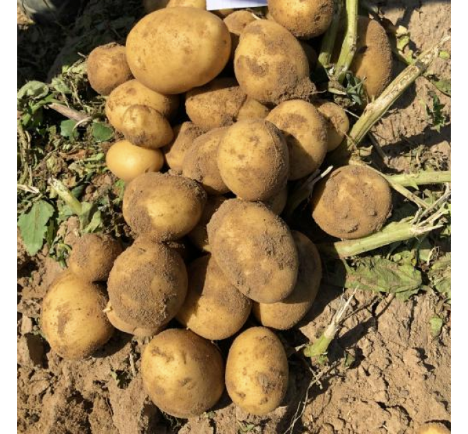 Семенной картофель Гала, 70-80 дней 2 репродукция