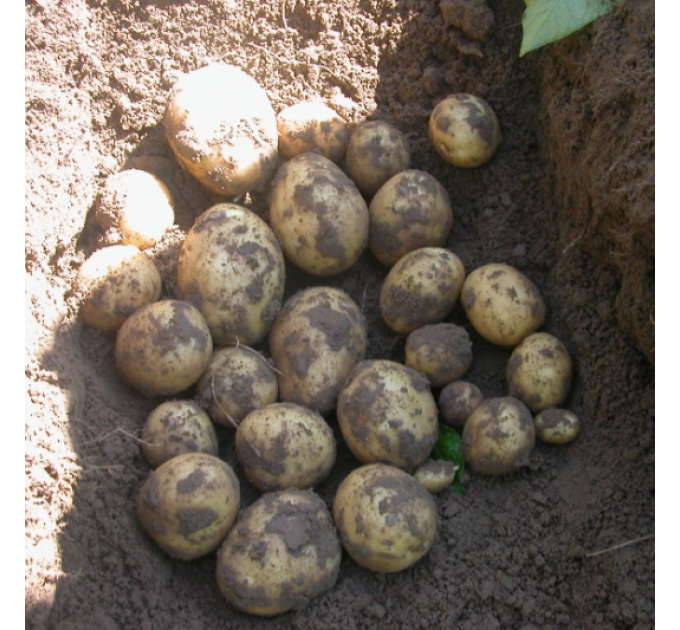 Семенной картофель Гала, 70-80 дней 2 репродукция