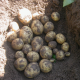 Семенной картофель Гала, 70-80 дней 2 репродукция