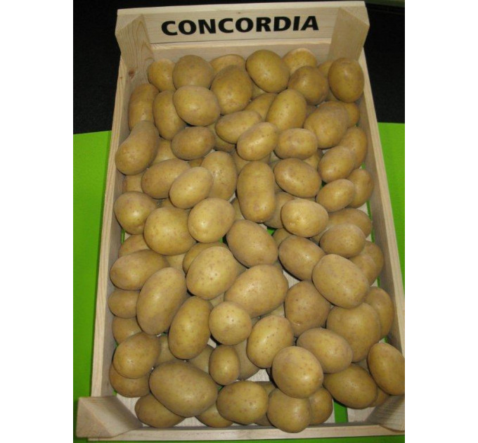 Семенной картофель Конкордия, 90–110 дней 2 репродукция