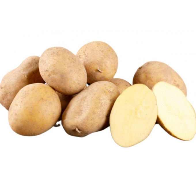 Семенной картофель Конкордия, 90–110 дней 2 репродукция