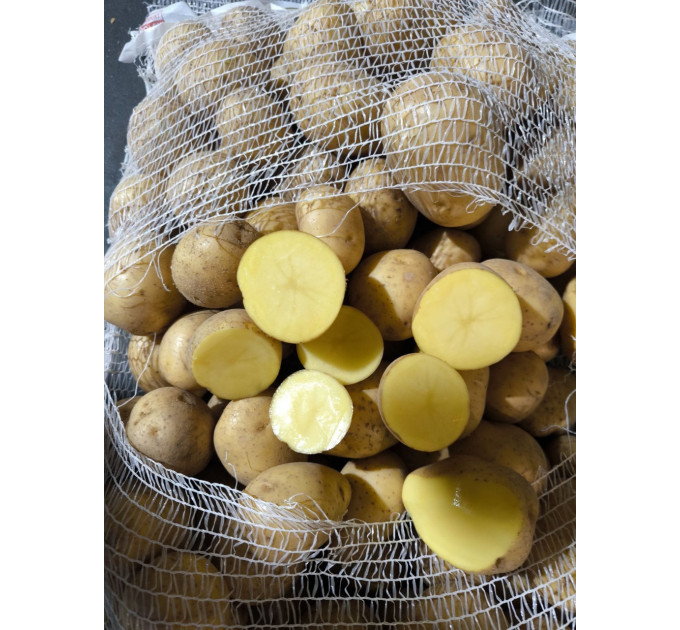 Семенной картофель Гала, 70-80 дней 2 репродукция