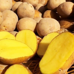 Семенной картофель Конкордия, 90–110 дней 2 репродукция