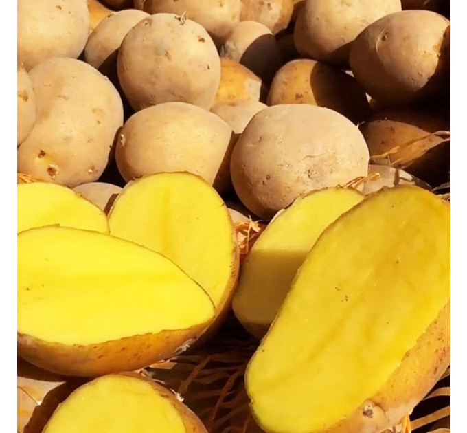 Семенной картофель Конкордия, 90–110 дней 2 репродукция